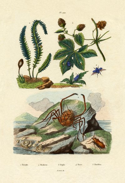 Barberry by French School